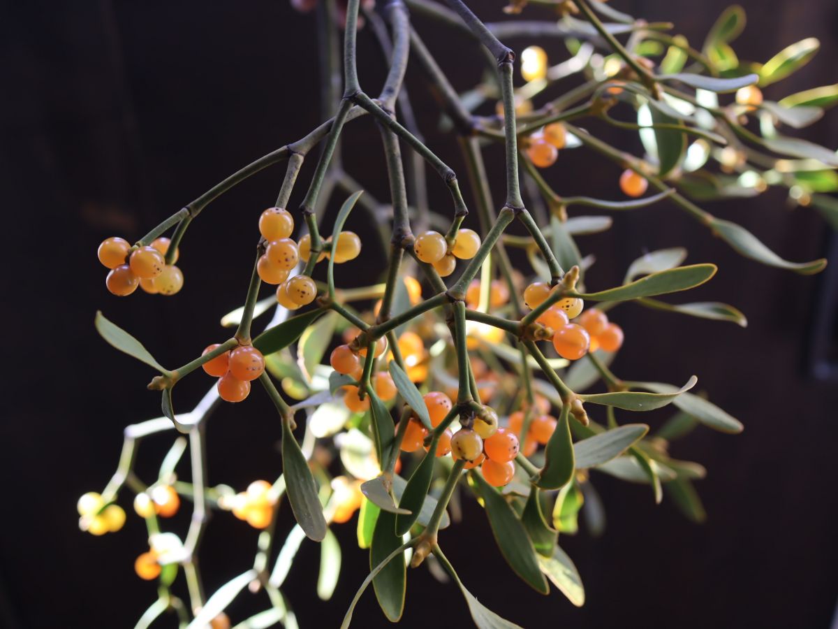 年末年始の営業について